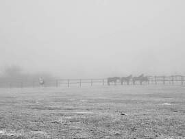 Lovak a ködös reggelen