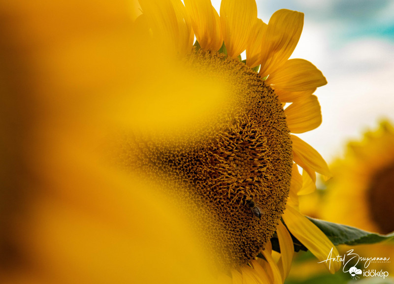 A hónap napimádói