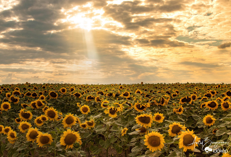 Napraforgós naplemente