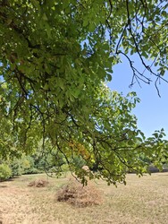 Vértessomló