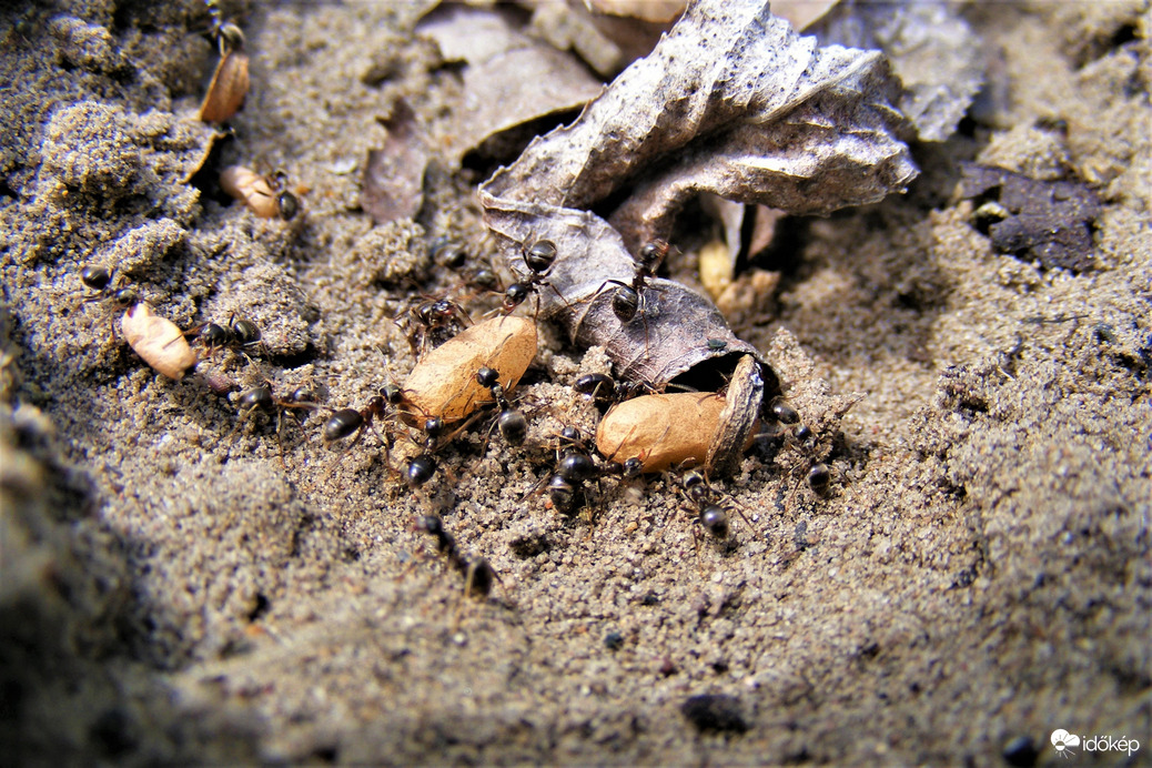 "bábot cipel szorgos hangya"